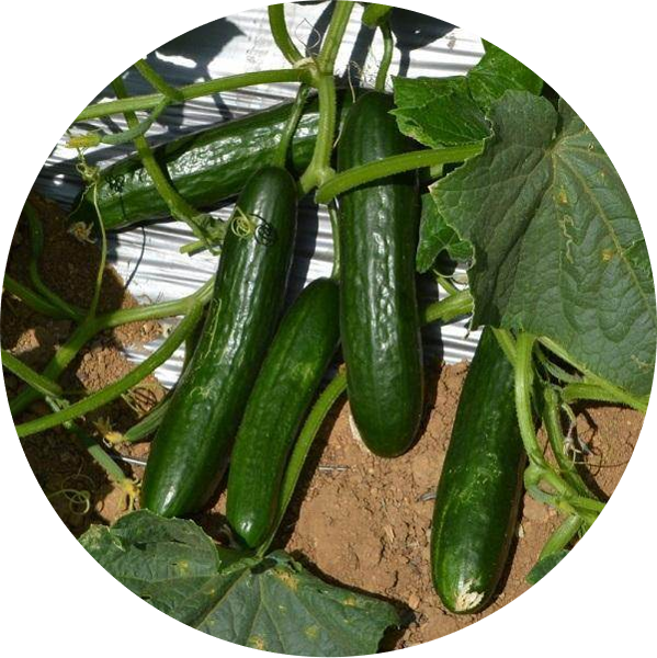 Sponge Gourd F1 Anshika